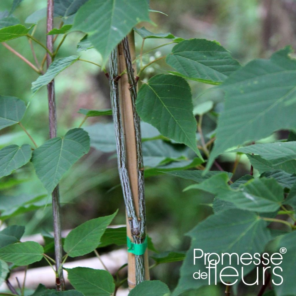 Acer rufinerve - Maple