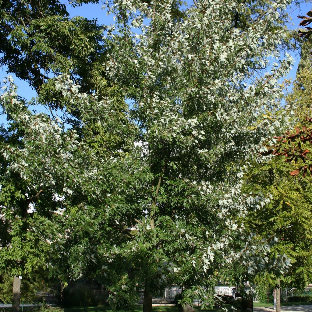 Acer saccharinum Laciniatum Wieri - Maple