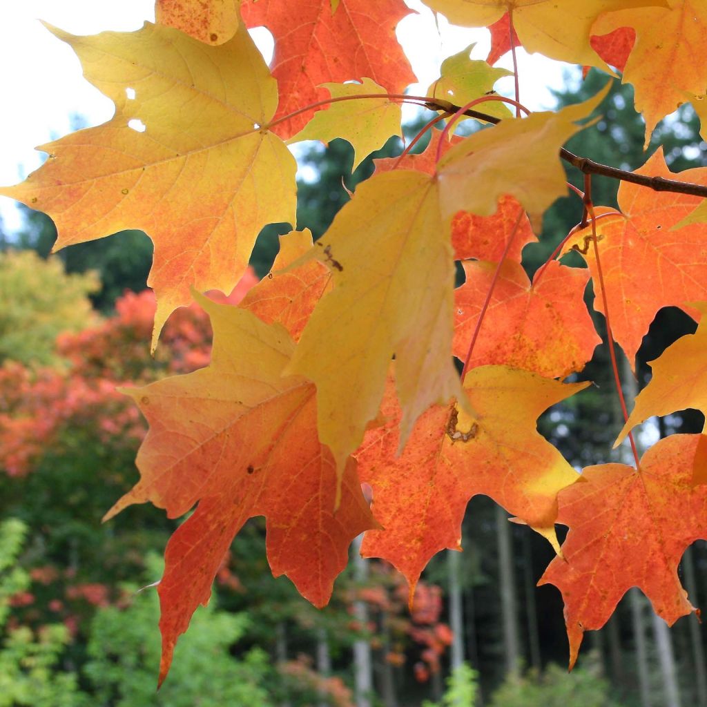 Acer saccharum - Maple
