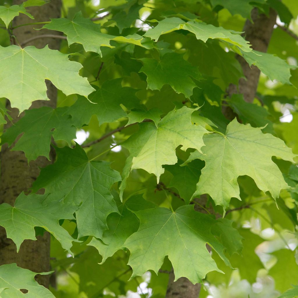 Acer saccharum - Maple
