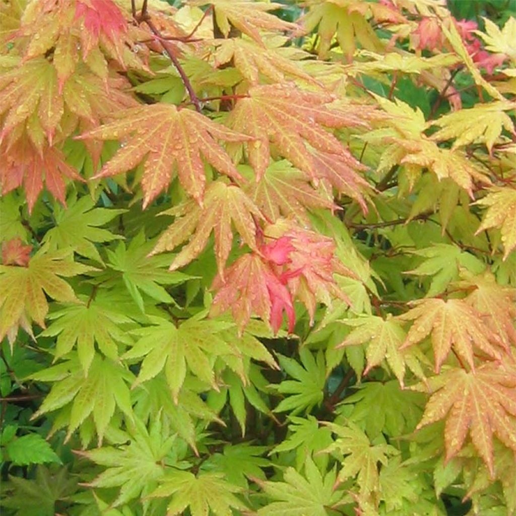 Acer shirasawanum Autumn moon - Japanese Maple