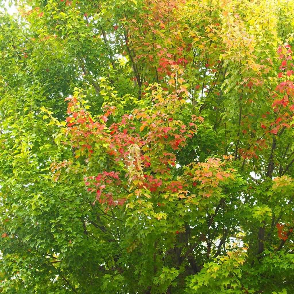 Acer buergerianum seeds - Trident maple