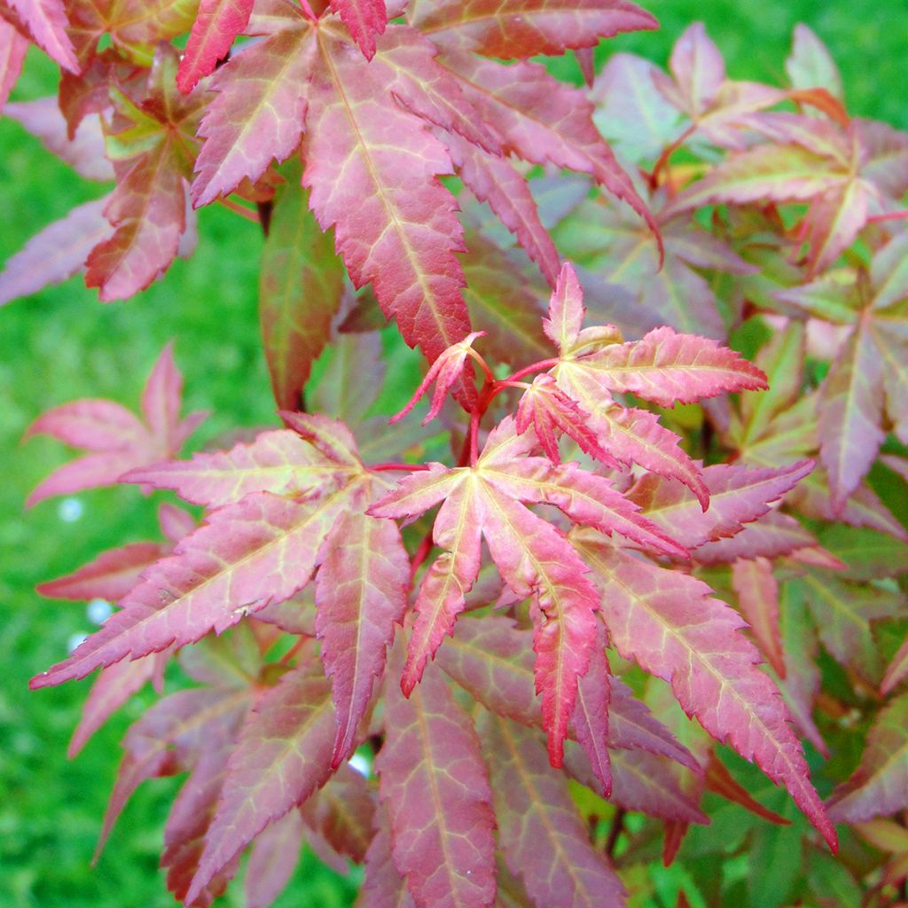 Acer palmatum Redwine - Japanese Maple