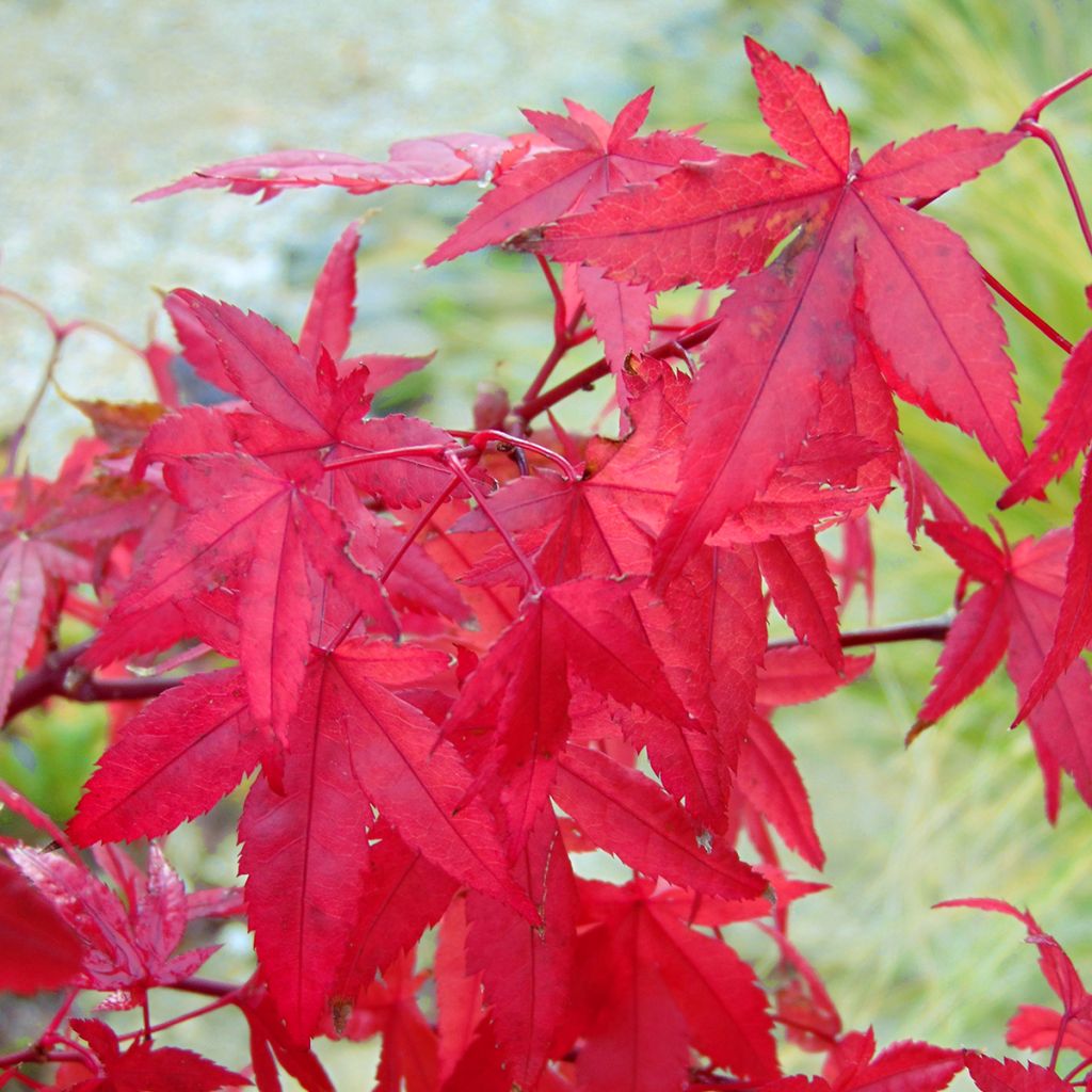 Acer palmatum Redwine - Japanese Maple