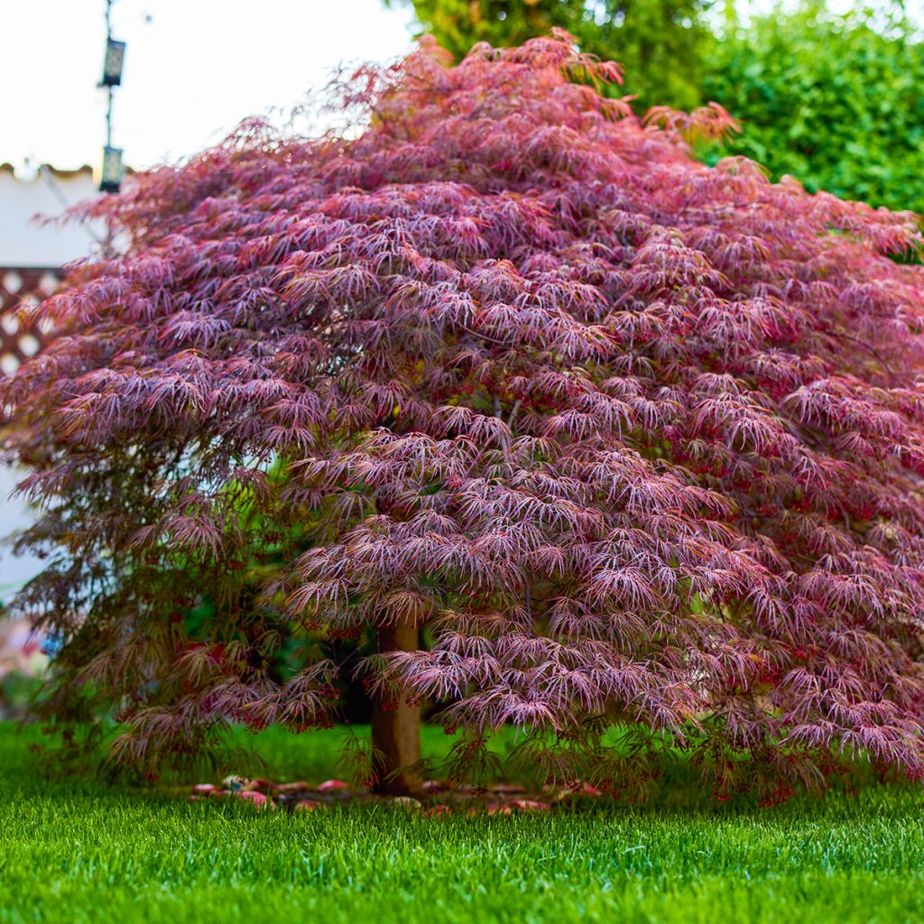 Acer palmatum Royal Garnet