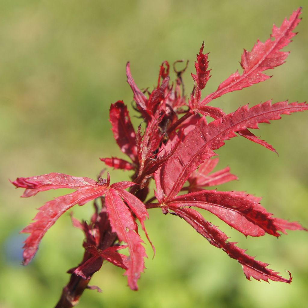 Acer palmatum Shirazz - Japanese Maple