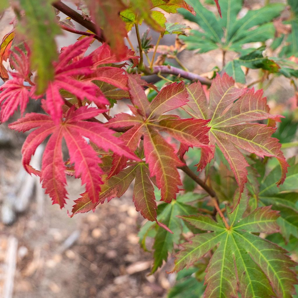 Acer pseudosieboldianum North Wind - Maple