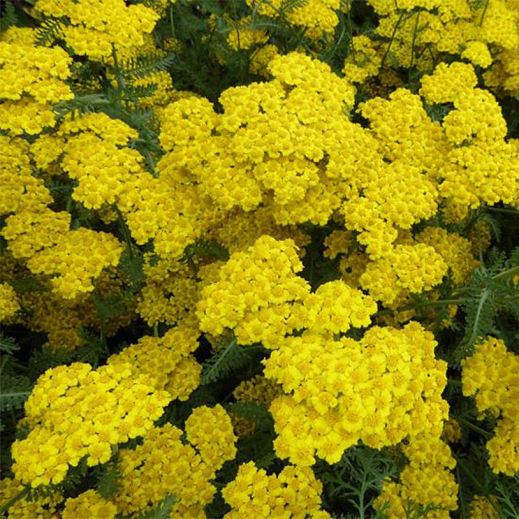 Achillea clypeolata Little Moonshine