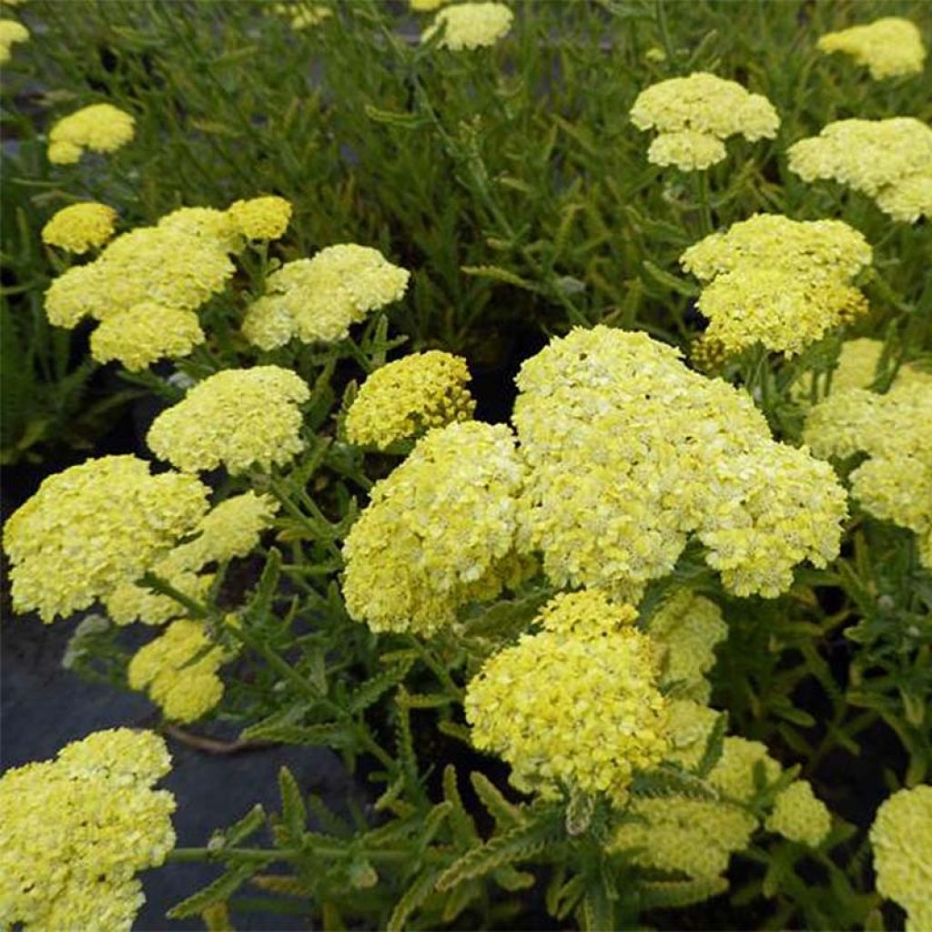 Achillea taygetea