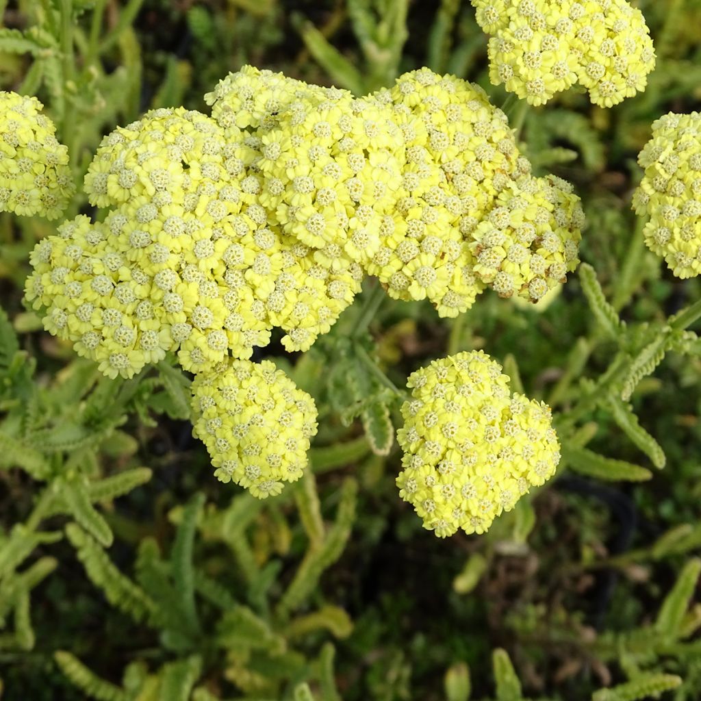 Achillea taygetea