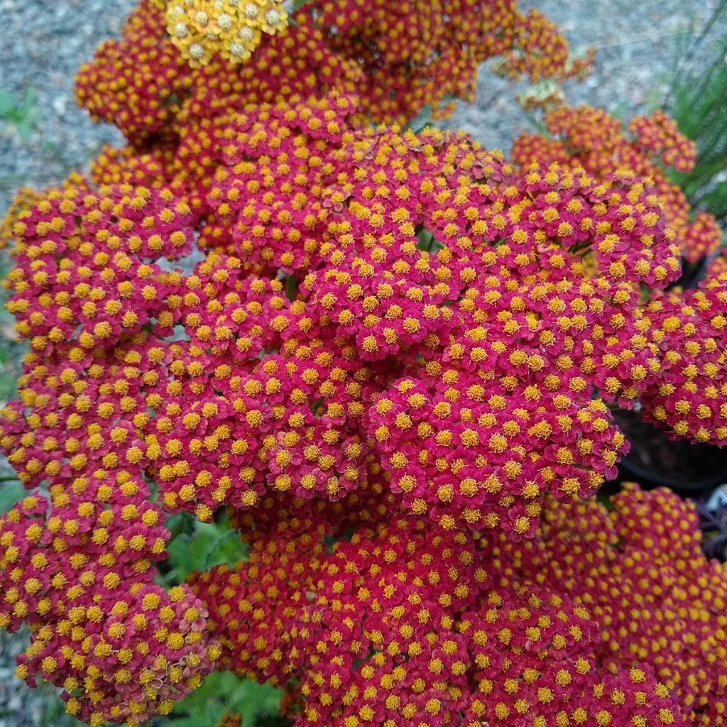 Achillea millefolium Walter Funcke - Yarrow