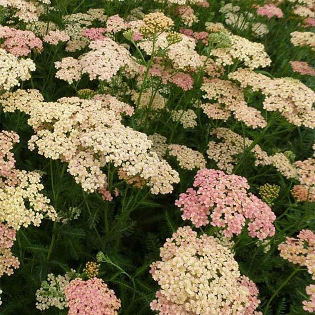 Achillea millefolium Lachsschönheit