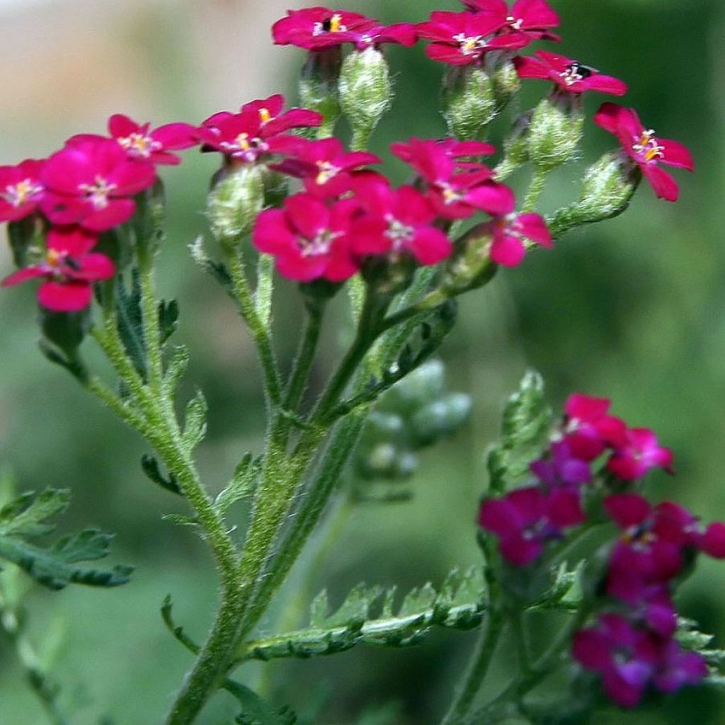 Achillea millefolium Red Beauty