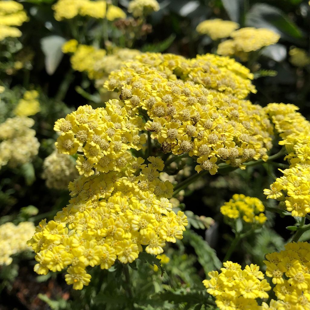 Achillea taygetea