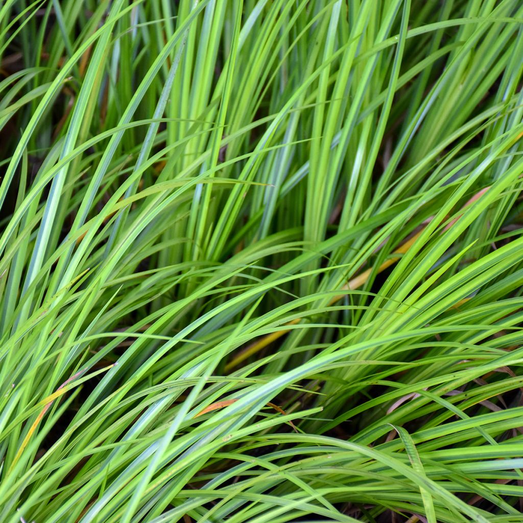 Acorus gramineus