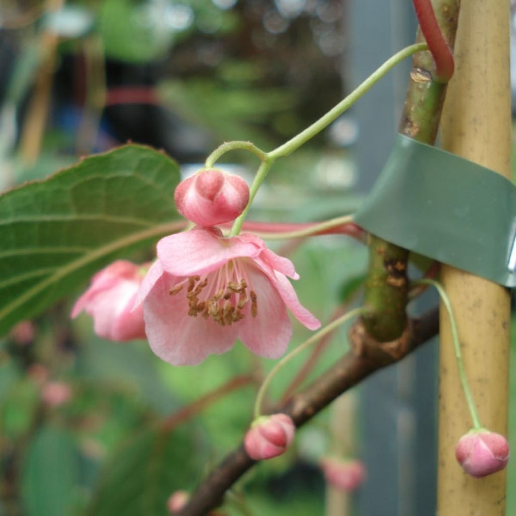 Actinidia pilosula 