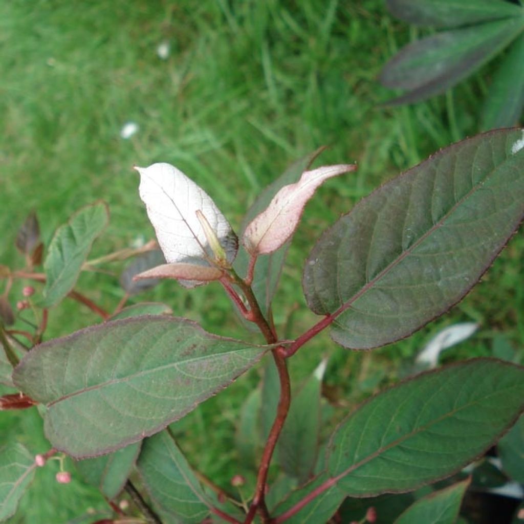 Actinidia pilosula 