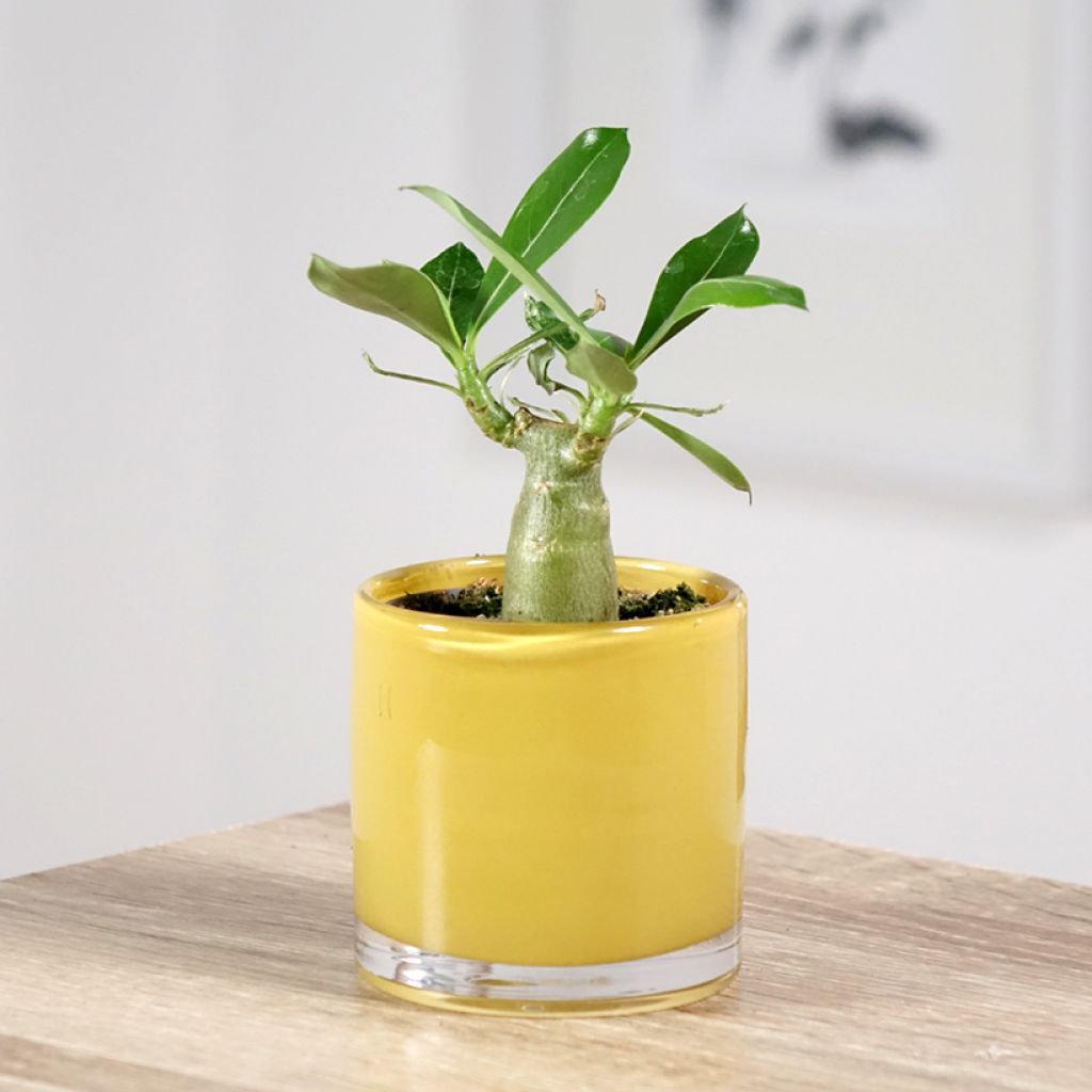 Adenium obesum - Desert rose plant