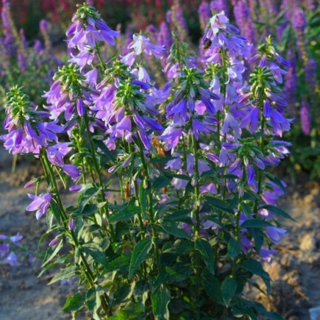 Adenophora confusa Gaudi Violet