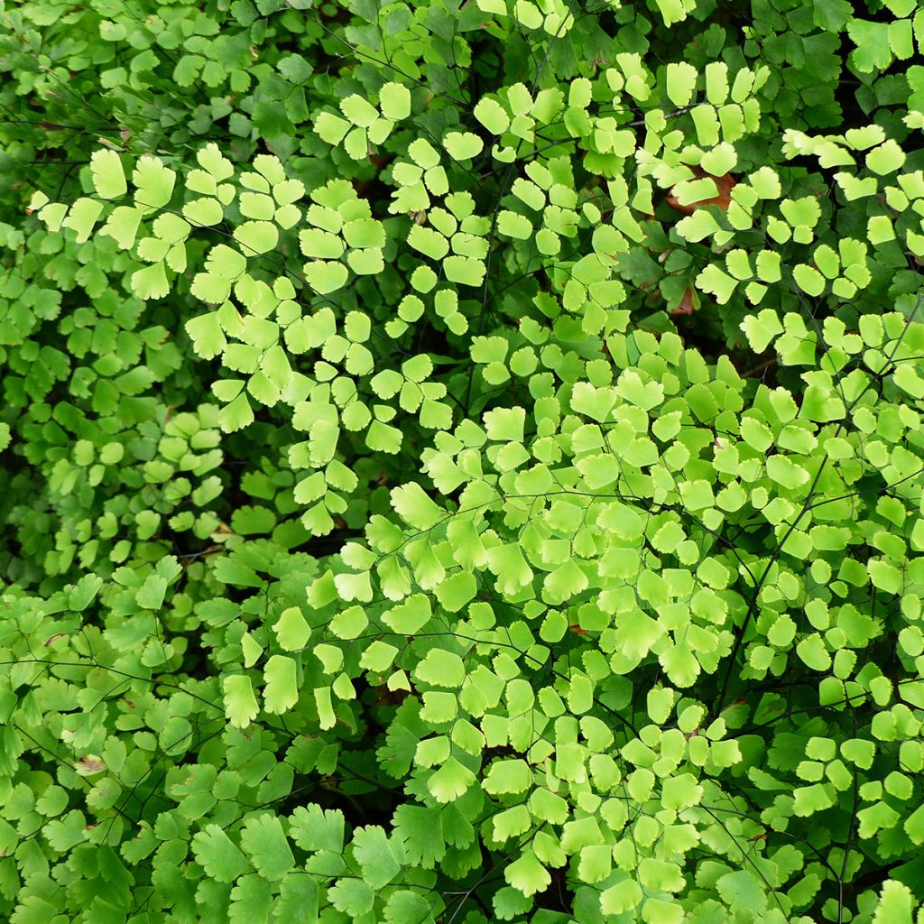 Adiantum raddianum 'Fritz Lüthi' - Capillaire radiée Fritz Lüthi, Capillaire radiée Fritz-Luth