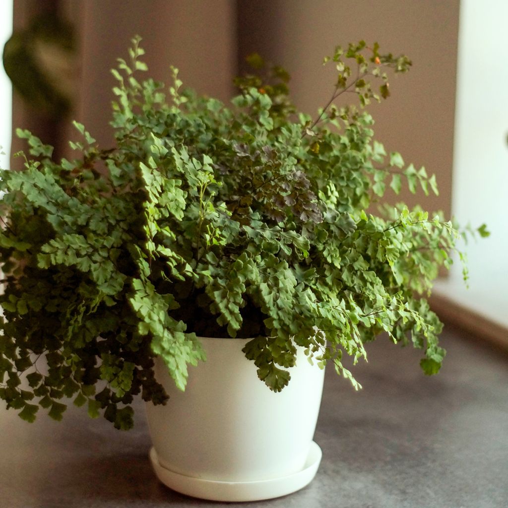 Adiantum raddianum 'Fritz Lüthi' - Capillaire radiée Fritz Lüthi, Capillaire radiée Fritz-Luth