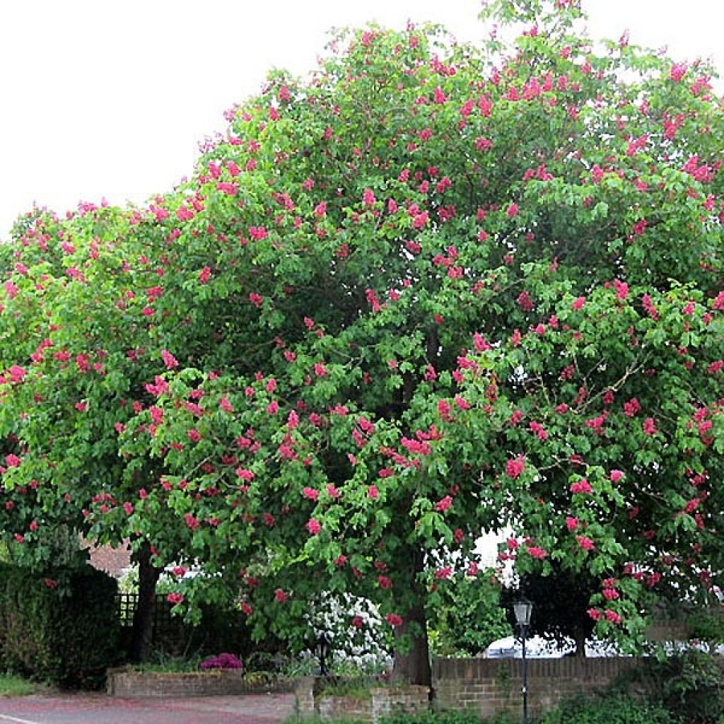 Aesculus x carnea Briotii
