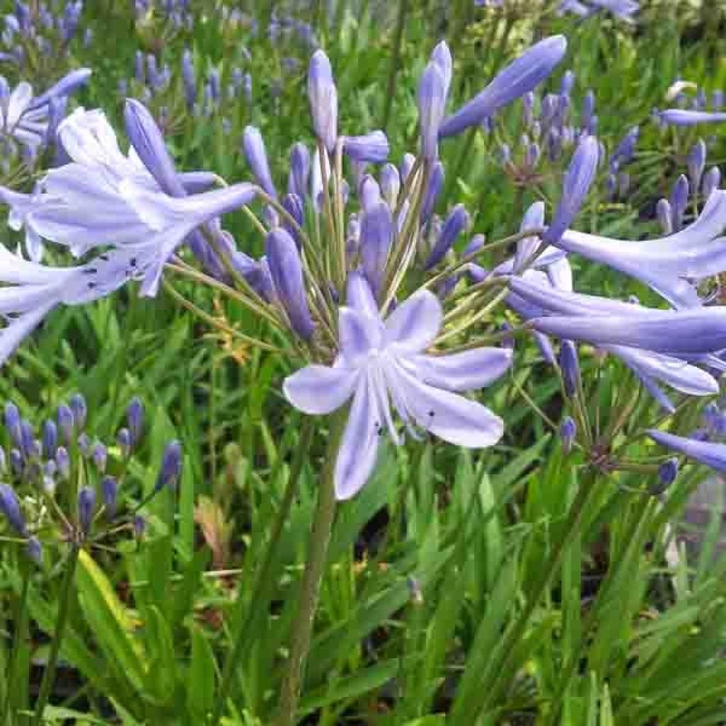 Agapanthus Dokter Brouwer