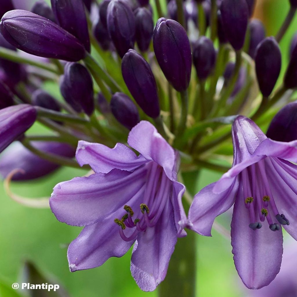 Agapanthus Poppin’ Purple