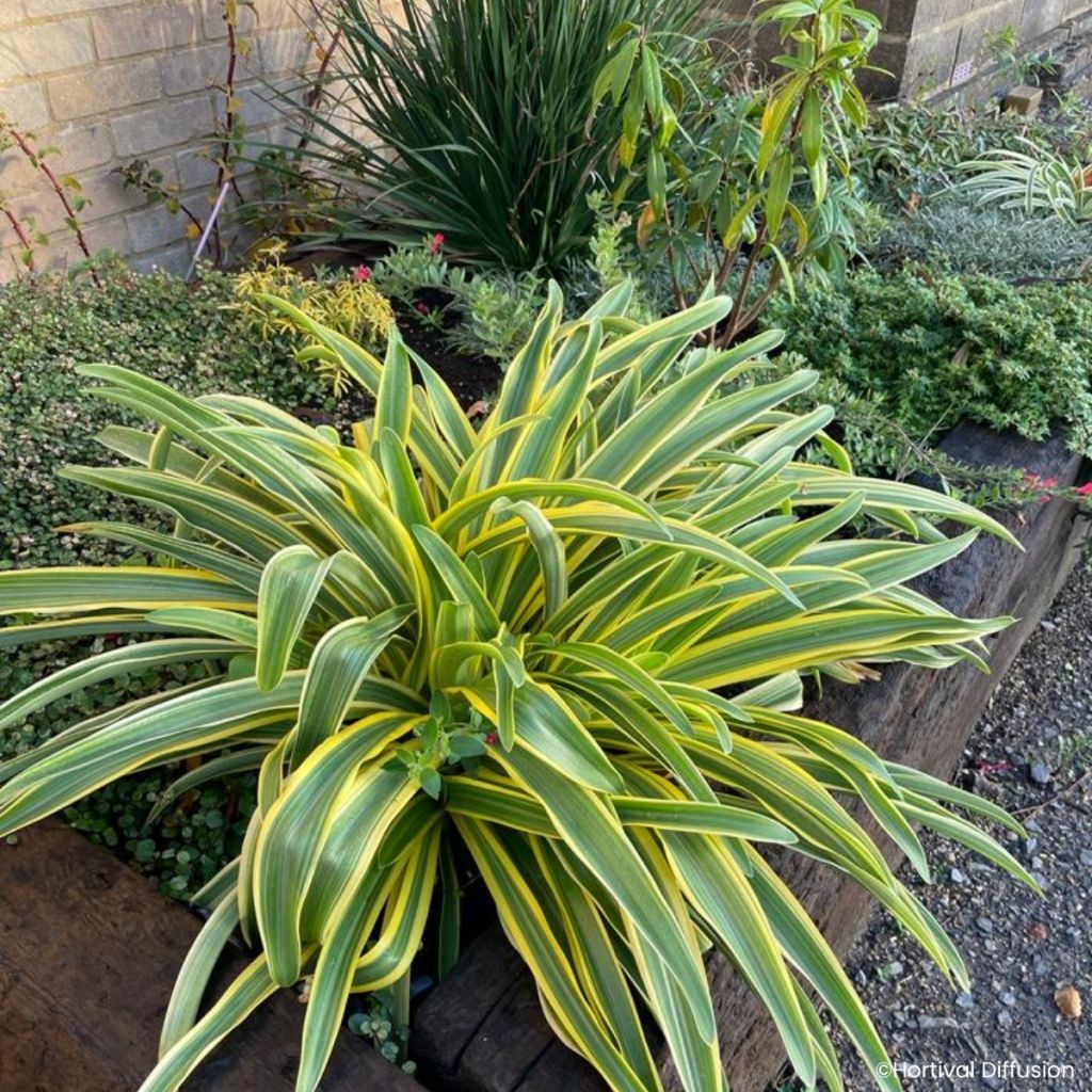 Agapanthus praecox subsp. orientalis Zambezi - African lily
