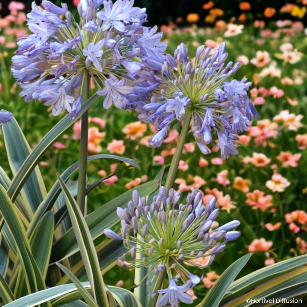 Agapanthus praecox subsp. orientalis Zambezi - African lily