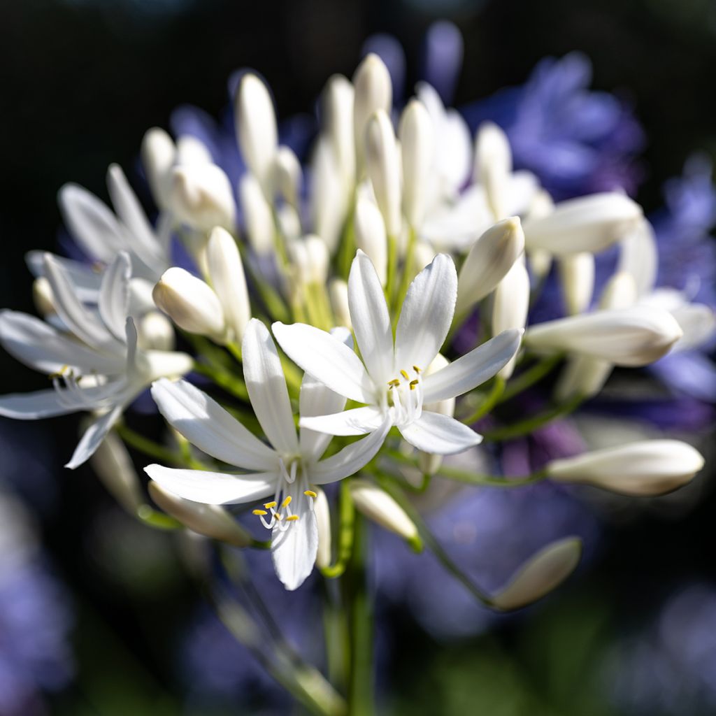 Agapanthus  Arctic Star - Fleur de l'amour, Tubéreuse bleue, Lis du Nil