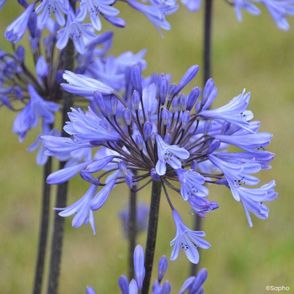 Agapanthus Graphite Blue