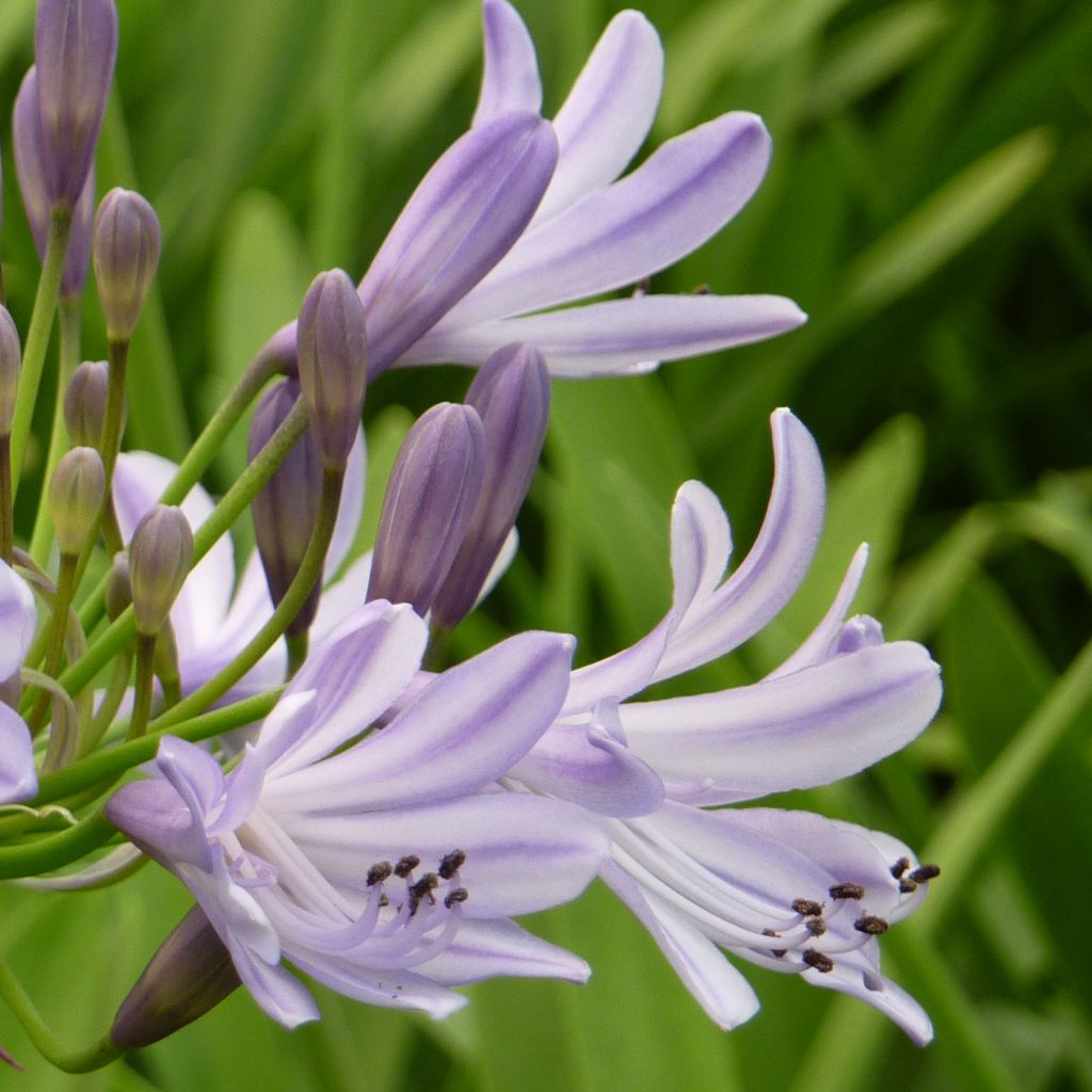 Agapanthus Megans Mauve