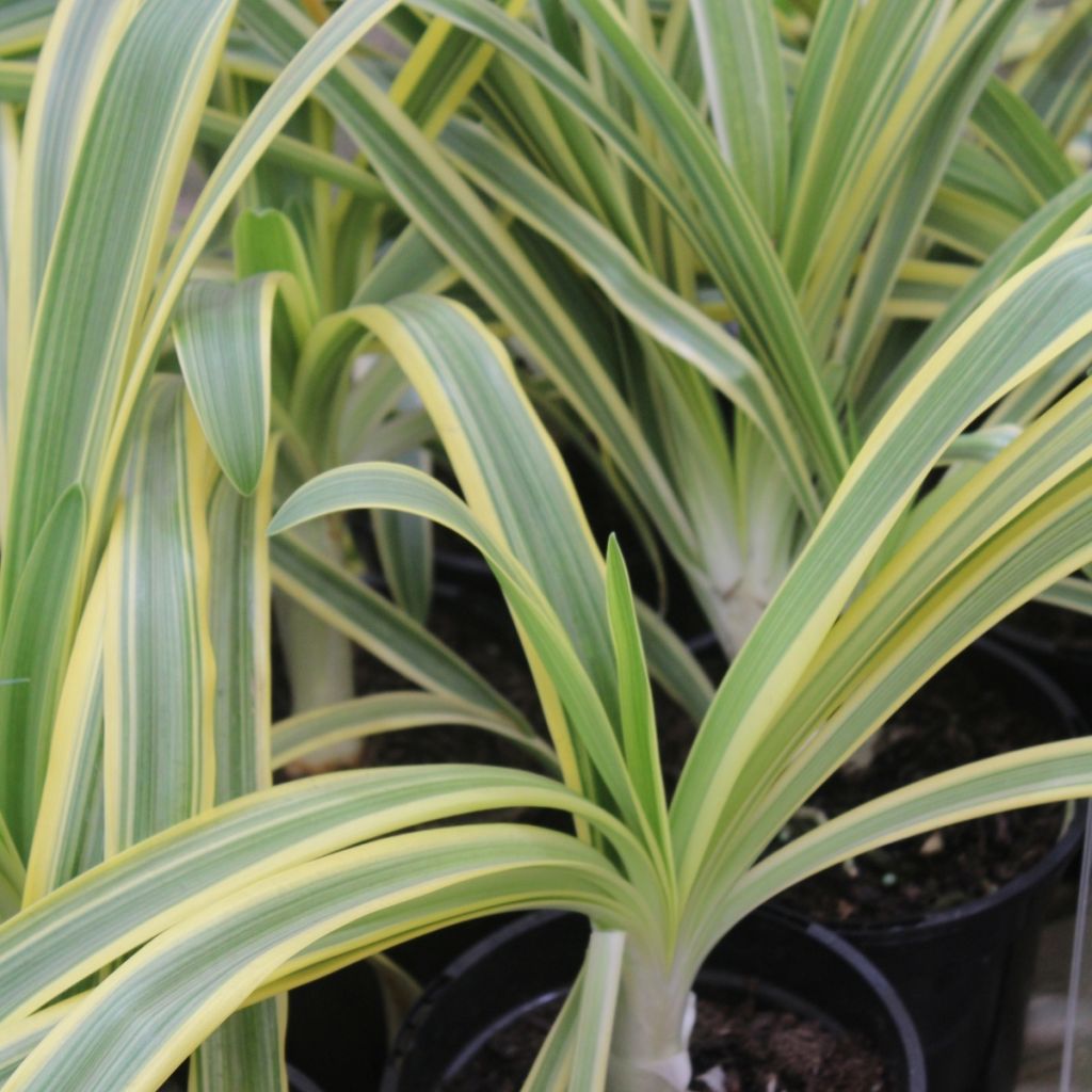 Agapanthus praecox subsp. orientalis Zambezi - African lily