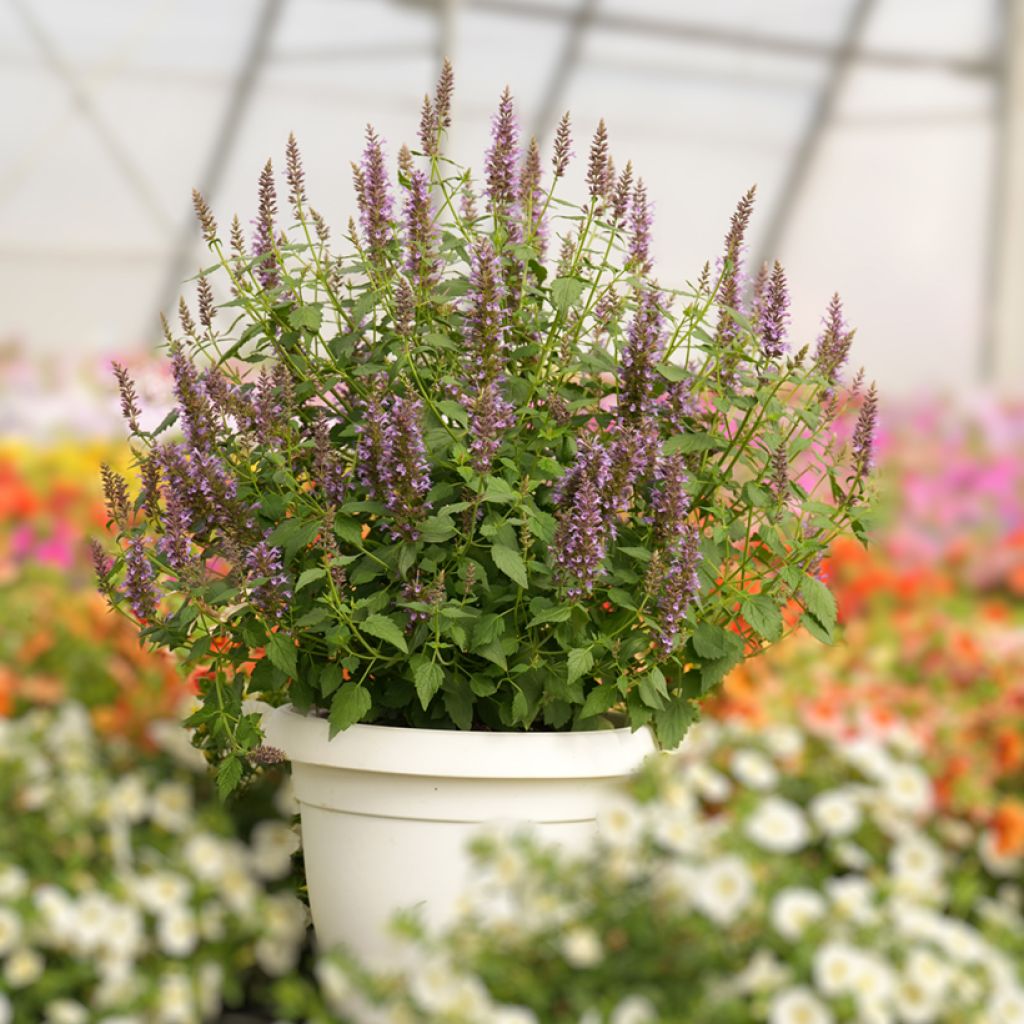 Agastache foeniculum Celestia™ - Anise hyssop