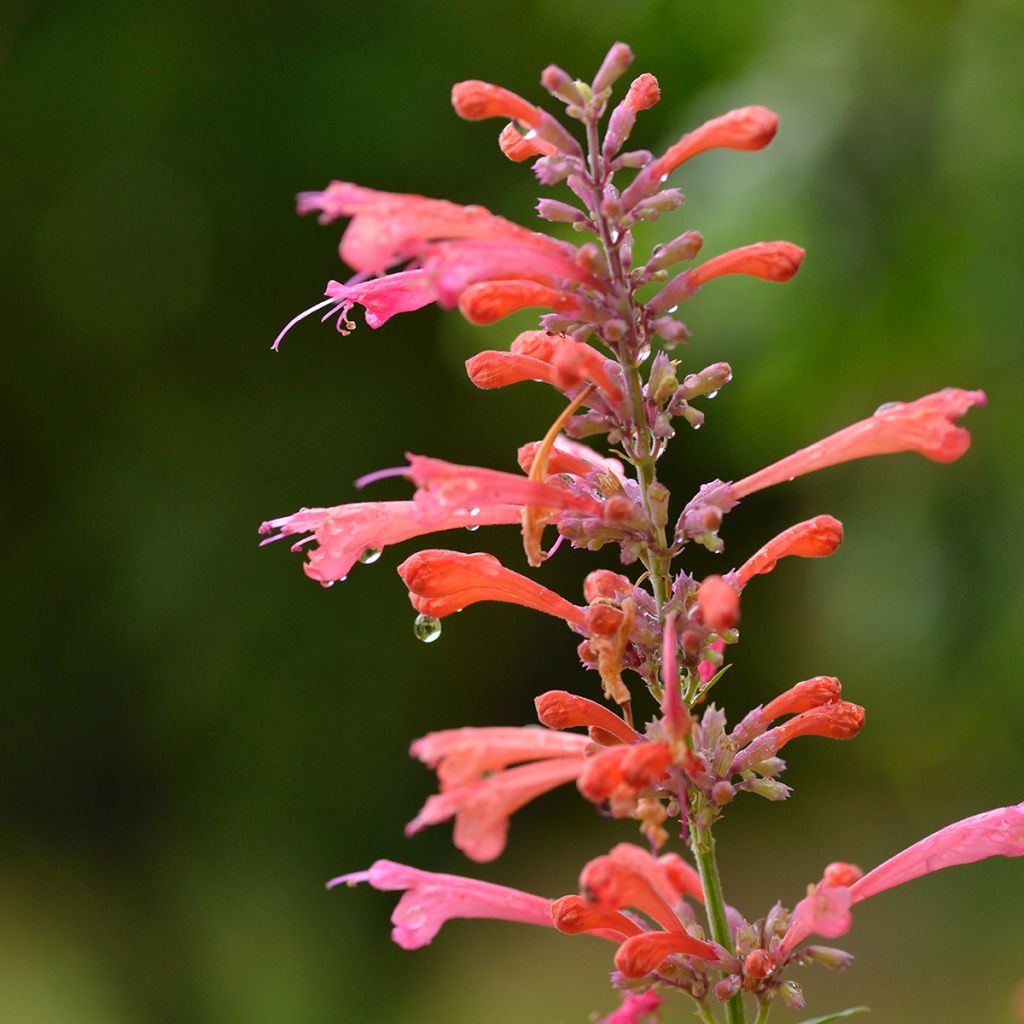 Agastache Kudos Coral