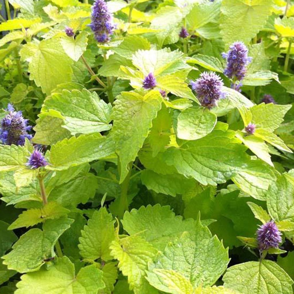 Agastache foeniculum Golden Jubilee