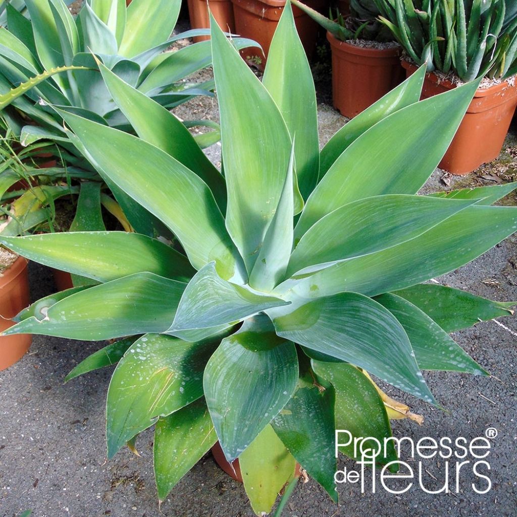 Agave attenuata