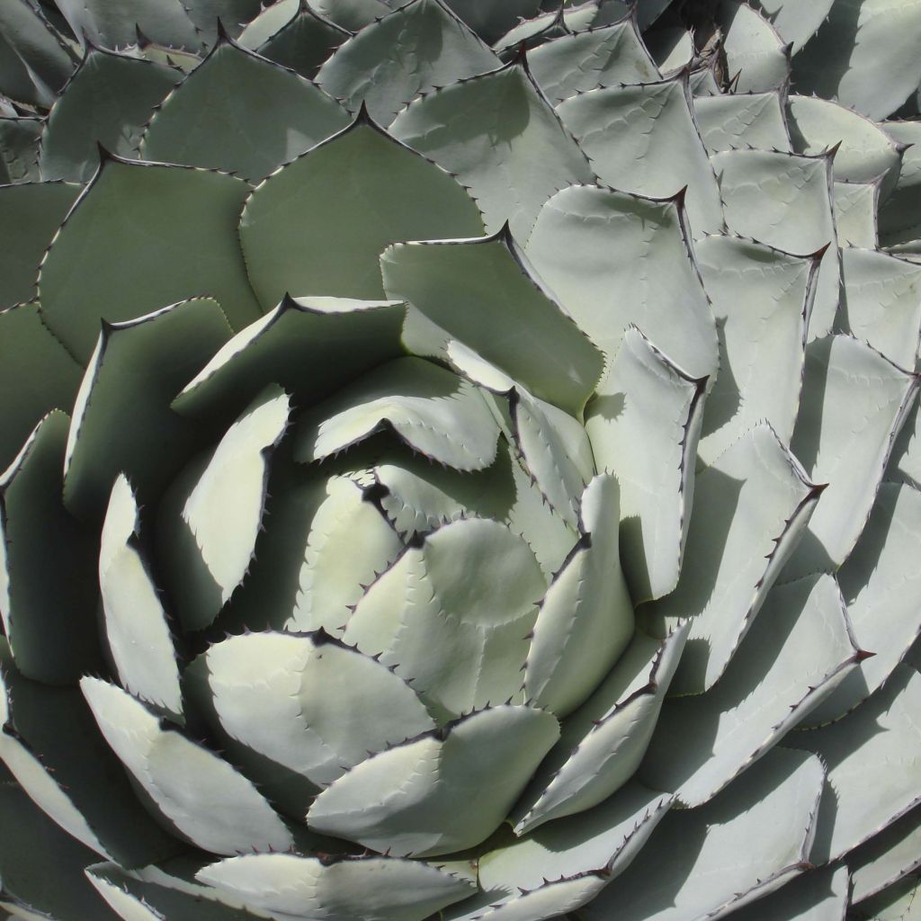 Agave parryi var. huachucensis