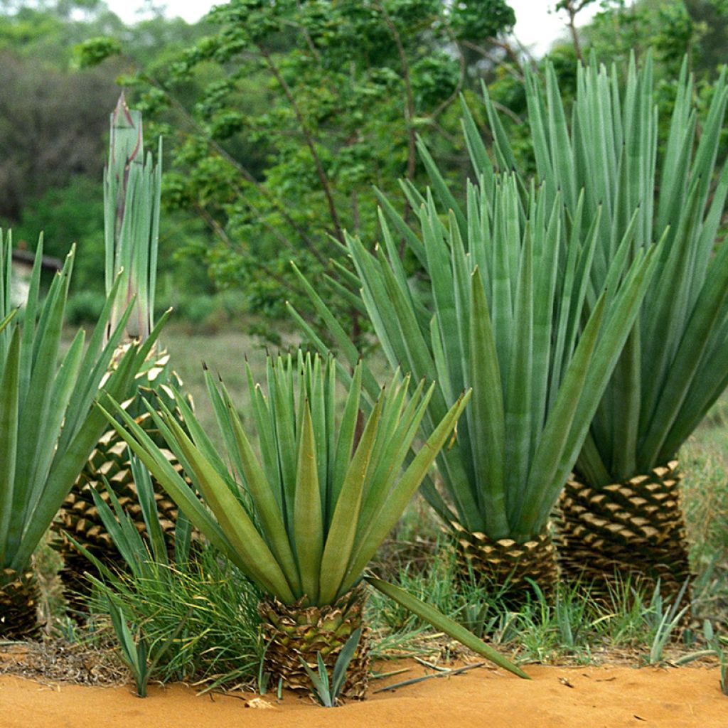 Agave sisalana - Sisal hemp
