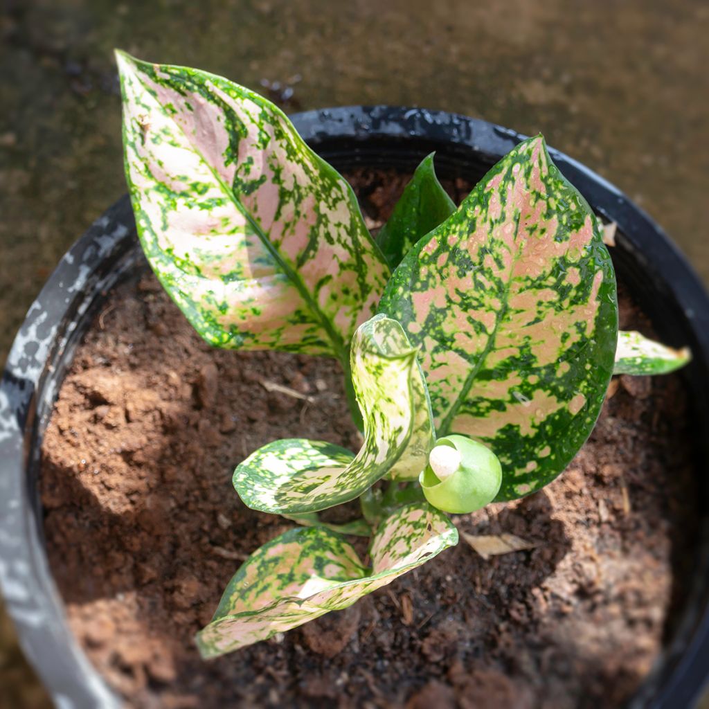 Aglaonema  'Beauty' - Aglaonème Beauty