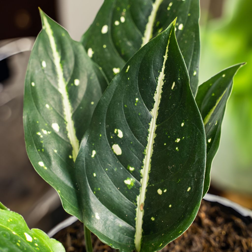 Aglaonema commutatum Tom's Pride
