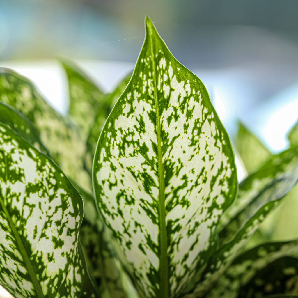 Aglaonema commutatum 'Variegata Pearls' - Aglaonème Variegata Pearls