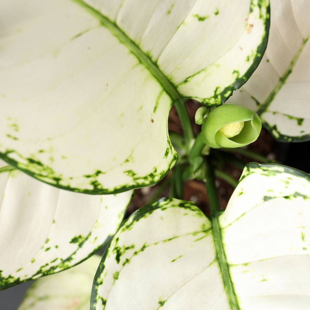 Aglaonema commutatum 'Variegata Pearls' - Aglaonème Variegata Pearls