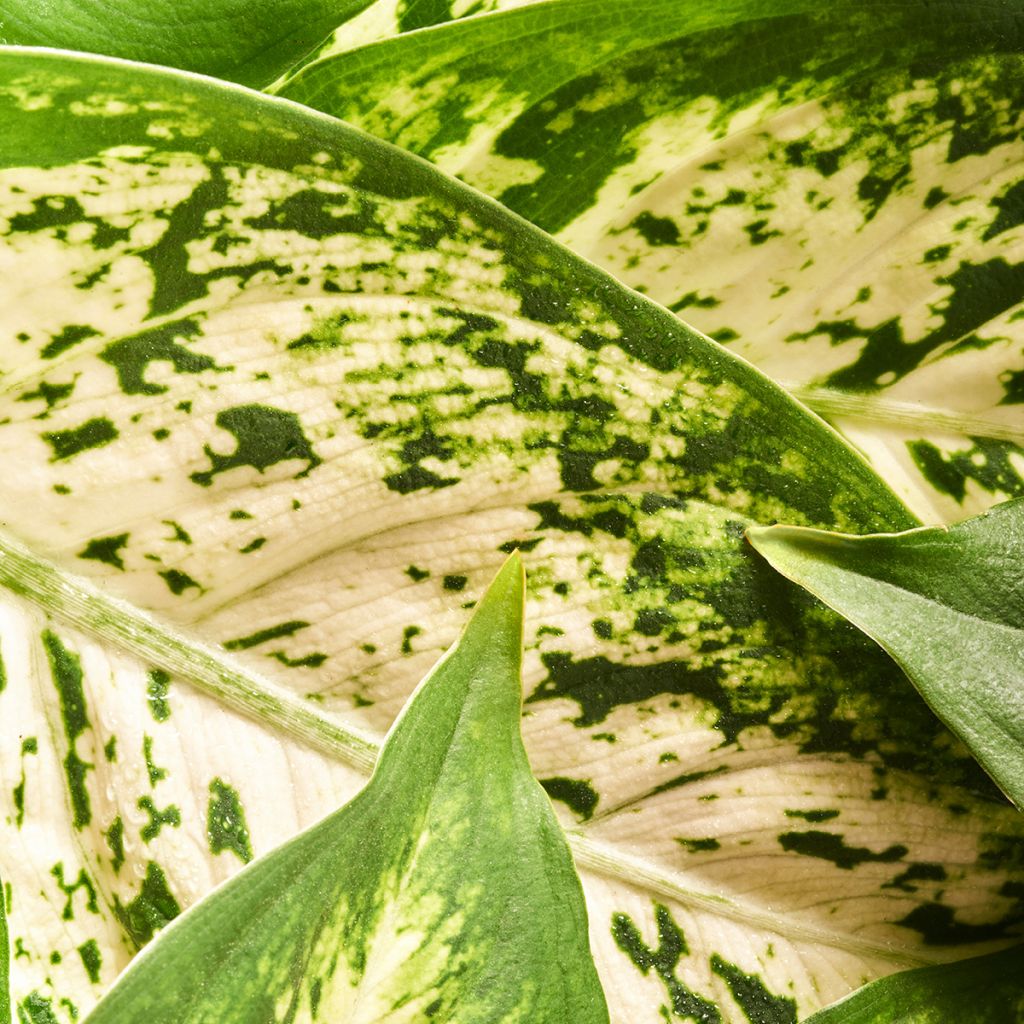 Aglaonema commutatum 'Variegata Pearls' - Aglaonème Variegata Pearls