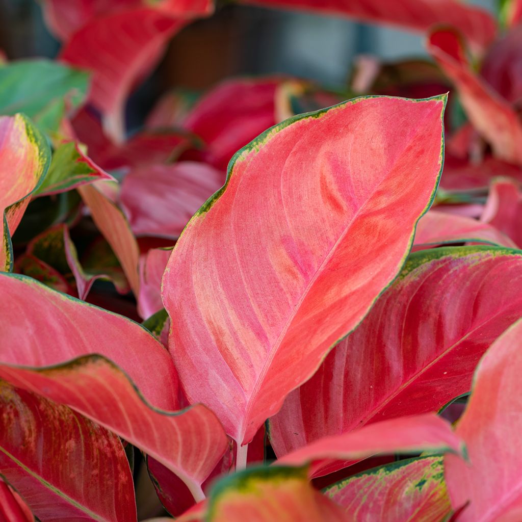 Aglaonema Rich Red - Chinese evergreen