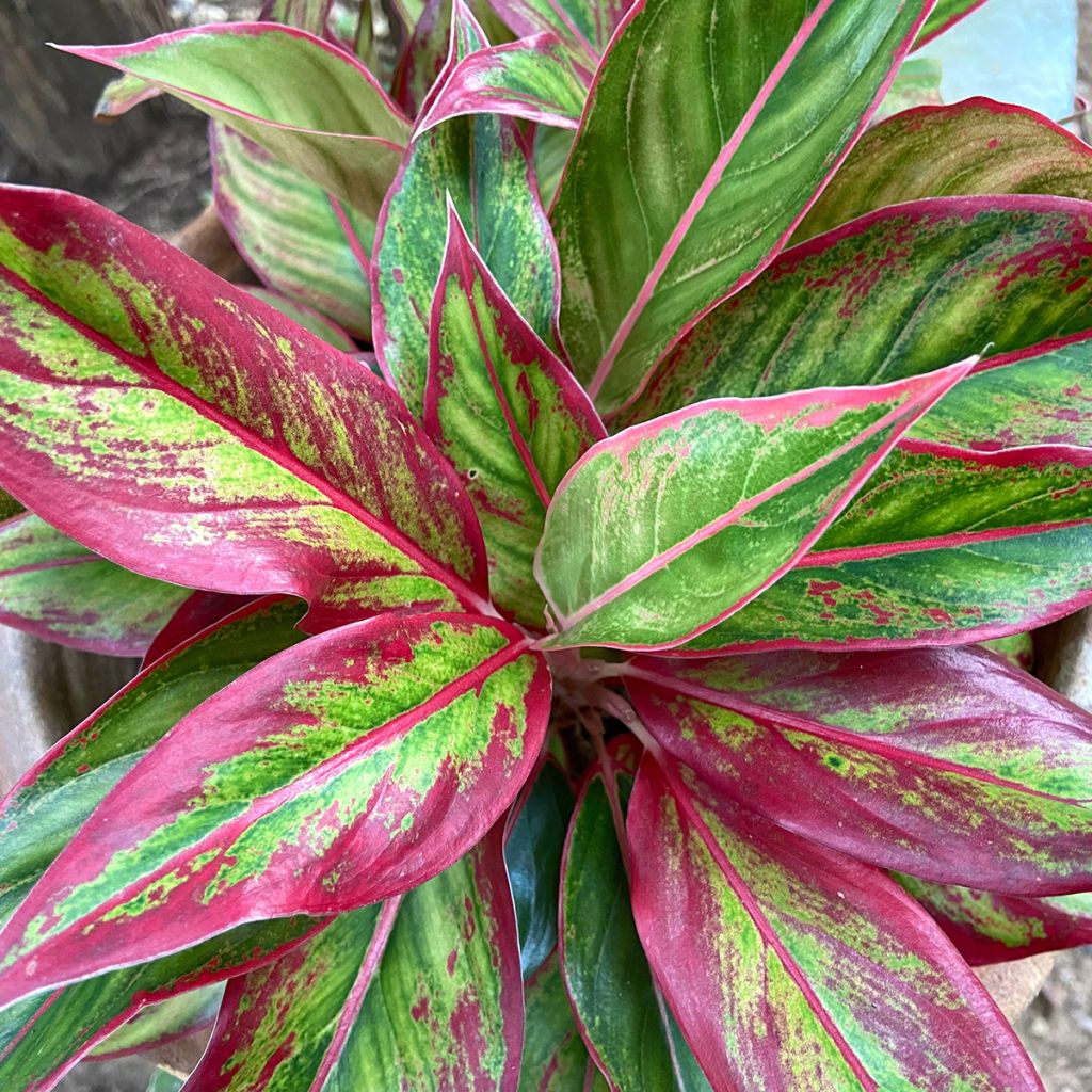 Aglaonema commutatum Siam Aurora - Chinese evergreen