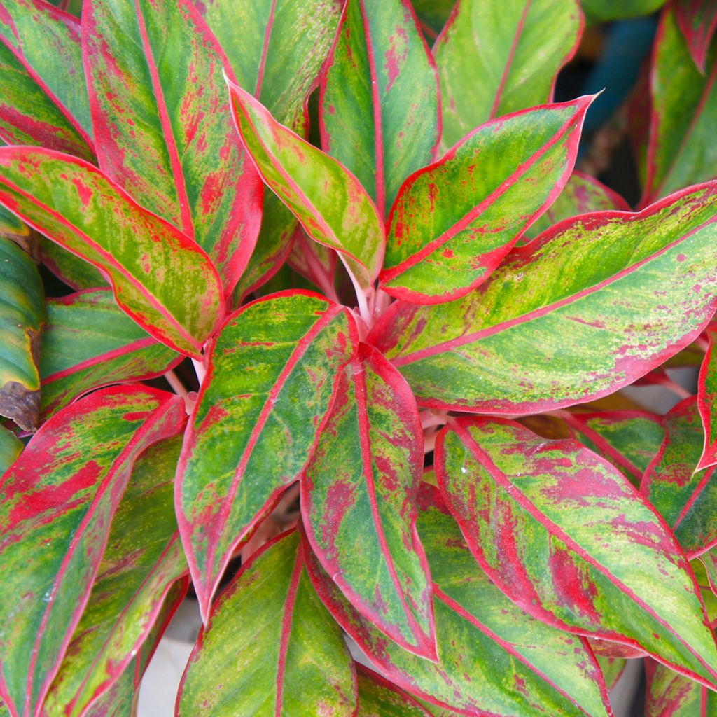 Aglaonema commutatum Siam Aurora - Chinese evergreen