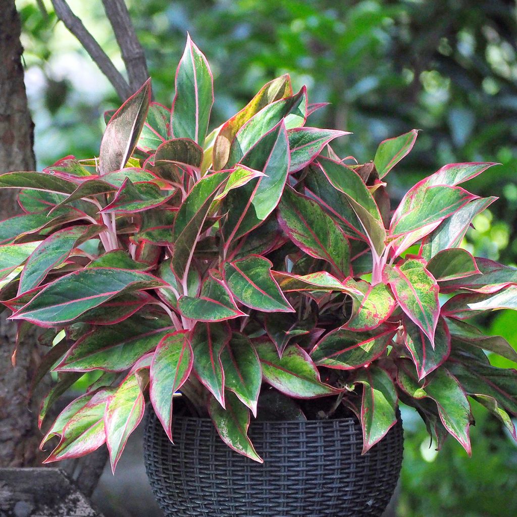 Aglaonema commutatum Siam Aurora - Chinese evergreen
