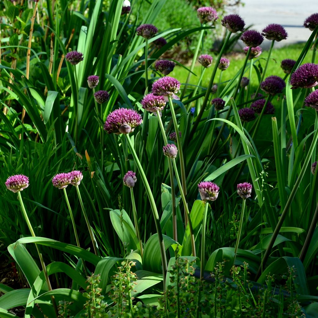 Allium Ostara